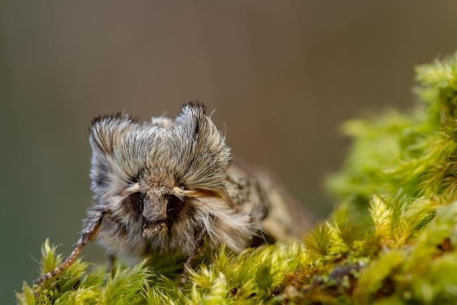 Yellow Horned (Achlya flavicornis), adult. Waldridge Fell, 23-03-2022. Copyright Christopher Blakey.