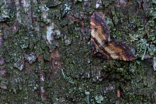 Shoulder Stripe (Earophila badiata), adult. Waldridge Fell, 06-04-2022. Copyright Christopher Blakey.