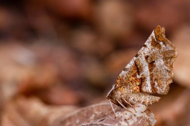 Early Thorn (Selenia dentaria), adult. Waldridge Fell, 06-04-2022. Copyright Christopher Blakey.