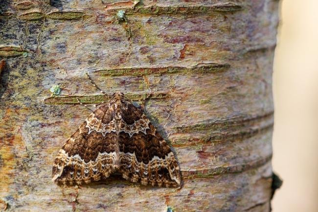 Water Carpet (Lampropteryx suffumata), adult. Waldridge Fell, 06-04-2022. Copyright Christopher Blakey.