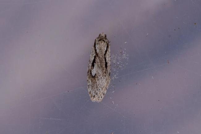 Semioscopis avellanella, adult. Taken outside Durham (Mid-west Yorkshire), 16-04-2022. Copyright Christopher Blakey.