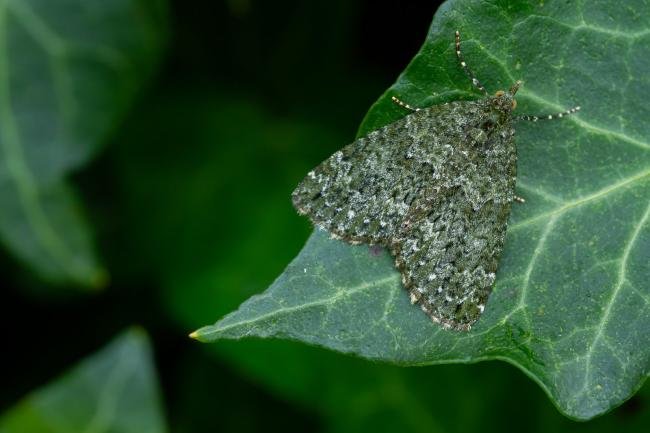 Autumn Green Carpet (Chloroclysta miata), adult. Taken outside Durham (Mid-west Yorkshire), 17-04-2022. Copyright Christopher Blakey.