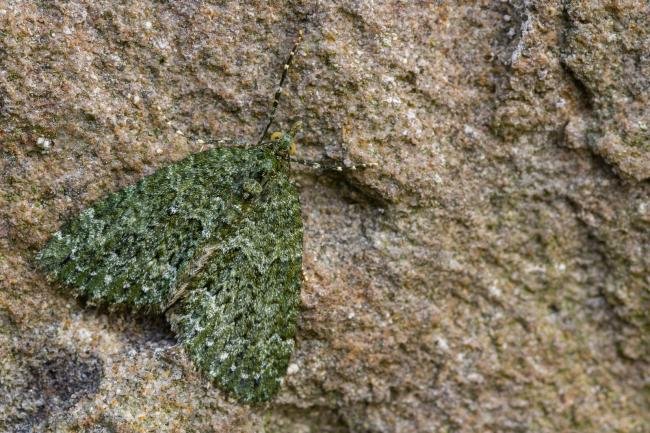 Autumn Green Carpet (Chloroclysta miata), adult. Taken outside Durham (Mid-west Yorkshire), 17-04-2022. Copyright Christopher Blakey.