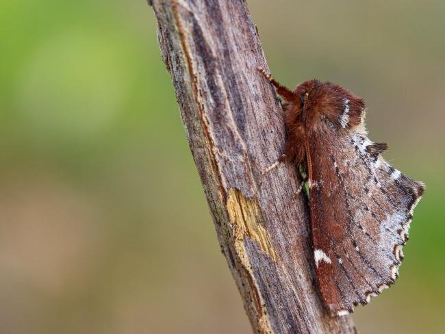 Scarce Prominent (Odontosia carmelita), adult. Waldridge Fell, 23-04-2022. Copyright Christopher Blakey.
