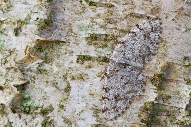 Grey Birch (Aethalura punctulata), adult. Waldridge Fell, 23-04-2022. Copyright Christopher Blakey.