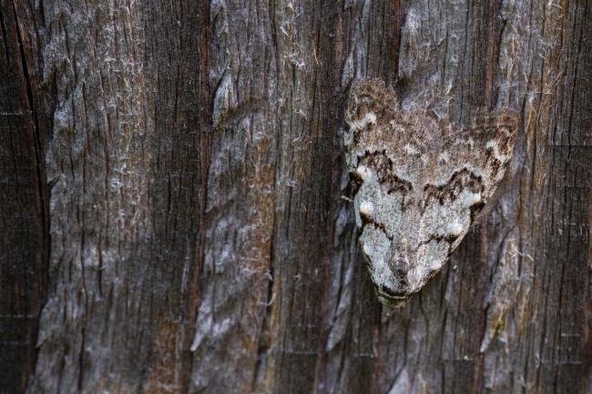 Least Black Arches (Nola confusalis), adult. Framwellgate Moor, 13-05-2022. Copyright Christopher Blakey.