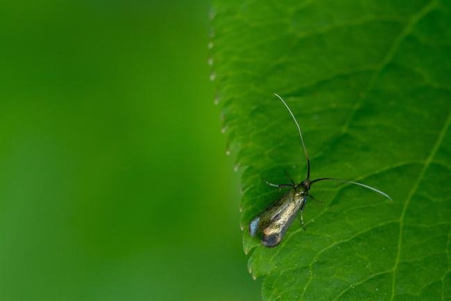Cauchas rufimitrella, adult. Brasside, 14-05-2022. Copyright Christopher Blakey.