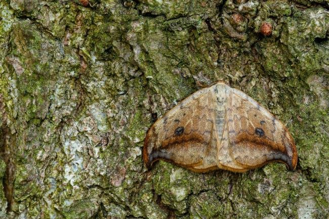 Pebble Hook-tip (Drepana falcataria), adult. Waldridge Fell, 19-05-2022. Copyright Christopher Blakey.