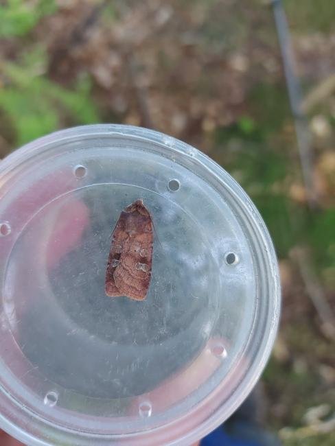 Small Square-spot (Diarsia rubi), adult. Waldridge Fell, 19-05-2022. Copyright Christopher Blakey.