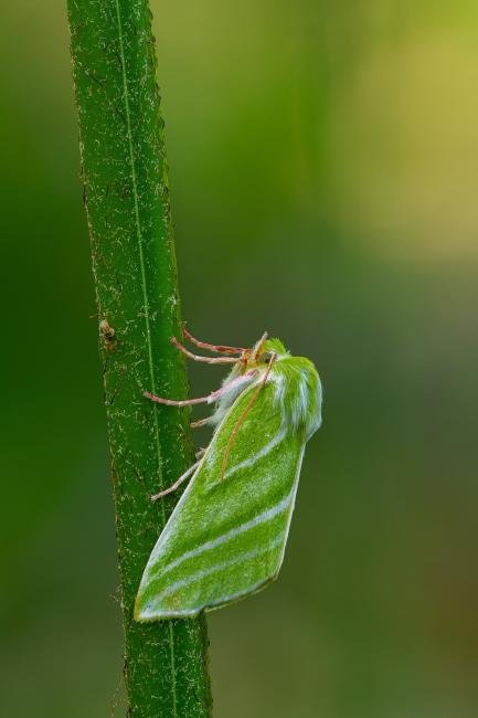 Green Silver-lines (Pseudoips prasinana), adult. Waldridge Fell, 19-05-2022. Copyright Christopher Blakey.