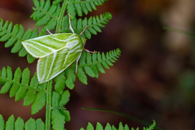 Green Silver-lines (Pseudoips prasinana), adult. Waldridge Fell, 19-05-2022. Copyright Christopher Blakey.