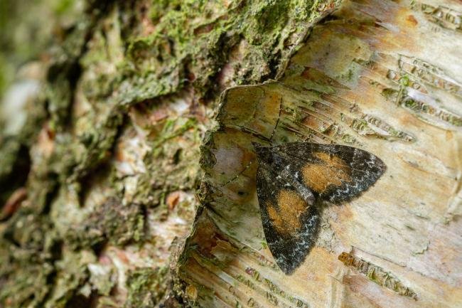 Common Marbled Carpet (Dysstroma truncata), adult. Waldridge Fell, 19-05-2022. Copyright Christopher Blakey.