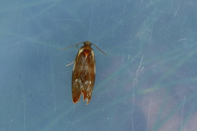 Eulia ministrana, adult. Waldridge Fell, 19-05-2022. Copyright Christopher Blakey.
