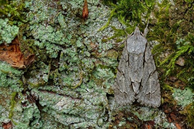 Dark Dagger / Grey Dagger (Acronicta tridens/psi), adult. Waldridge Fell, 30-05-2022. Copyright Christopher Blakey.