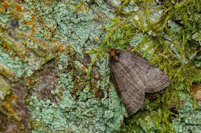Common Lutestring (Ochropacha duplaris), adult. Waldridge Fell, 30-05-2022. Copyright Christopher Blakey.