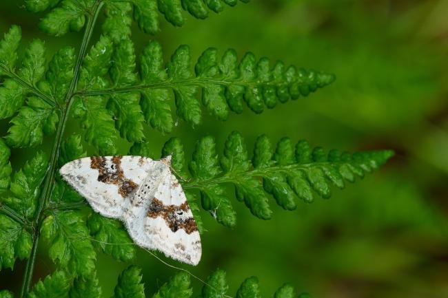 Silver-ground Carpet (Xanthorhoe montanata), adult. Waldridge Fell, 30-05-2022. Copyright Christopher Blakey.