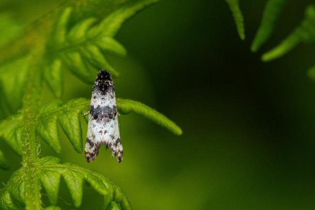 Hysterophora maculosana, adult. Felledge, 31-05-2022. Copyright Christopher Blakey.