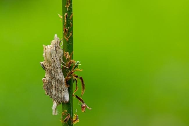 Pale Prominent (Pterostoma palpina), adult. Waldridge Fell, 04-06-2022. Copyright Christopher Blakey.