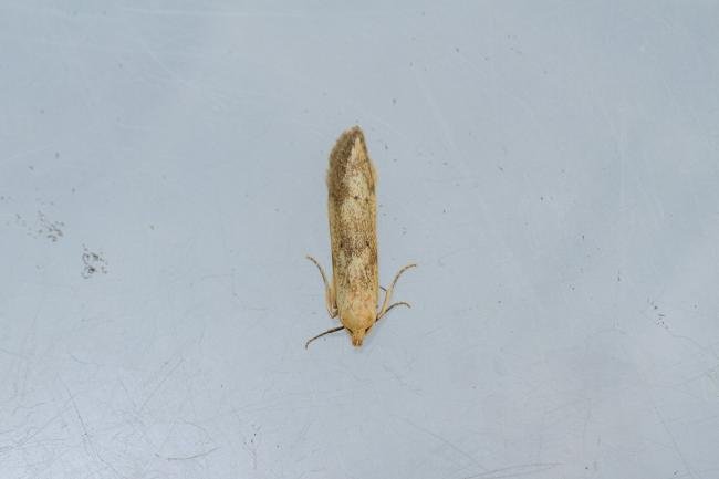 Blastobasis lacticolella, adult. Waldridge Fell, 04-06-2022. Copyright Christopher Blakey.