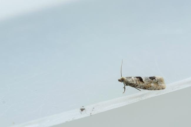 Epinotia bilunana, adult. Waldridge Fell, 04-06-2022. Copyright Christopher Blakey.