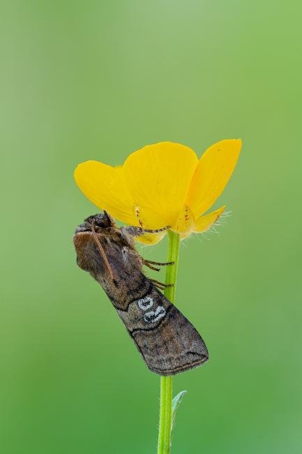 Figure of Eighty (Tethea ocularis), adult. Framwellgate Moor, 16-06-2022. Copyright Christopher Blakey.