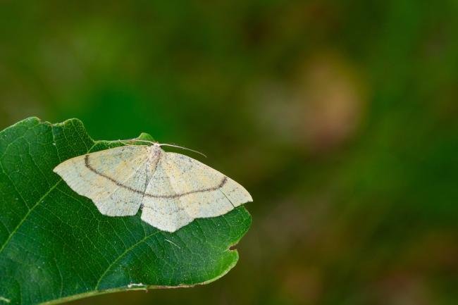 Clay Triple-lines (Cyclophora linearia), adult. Waldridge Fell, 18-06-2022. Copyright Christopher Blakey.