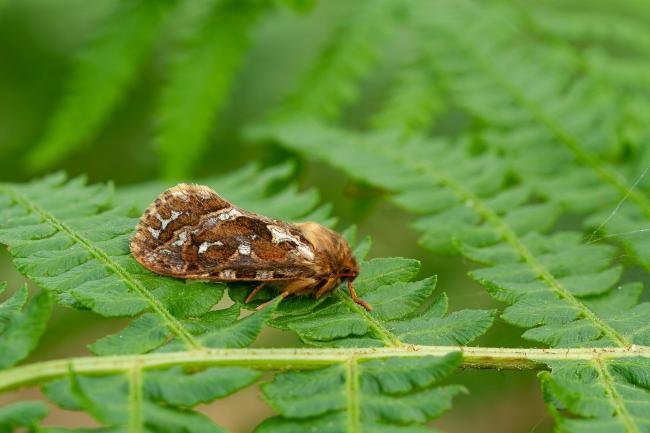 Map-winged Swift (Korscheltellus fusconebulosa), adult. Waldridge Fell, 18-06-2022. Copyright Christopher Blakey.