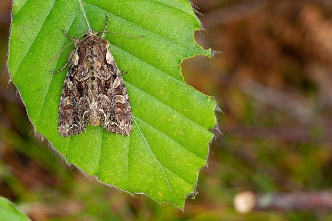Pale-shouldered Brocade (Lacanobia thalassina), adult. Waldridge Fell, 18-06-2022. Copyright Christopher Blakey.