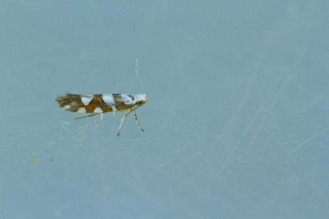 Argyresthia brockeella, adult. Waldridge Fell, 18-06-2022. Copyright Christopher Blakey.