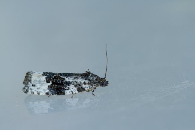 Apotomis turbidana, adult. Waldridge Fell, 18-06-2022. Copyright Christopher Blakey.