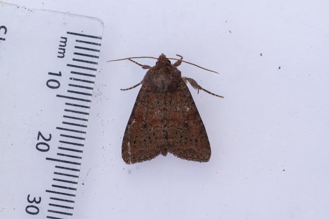 Suspected (Parastichtis suspecta), adult. Waldridge Fell, 02-07-2022. Copyright Christopher Blakey.