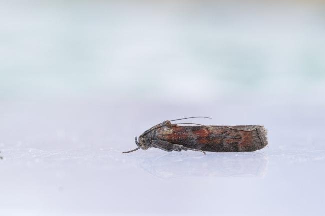 Phycita roborella, adult. Waldridge Fell, 02-07-2022. Copyright Christopher Blakey.