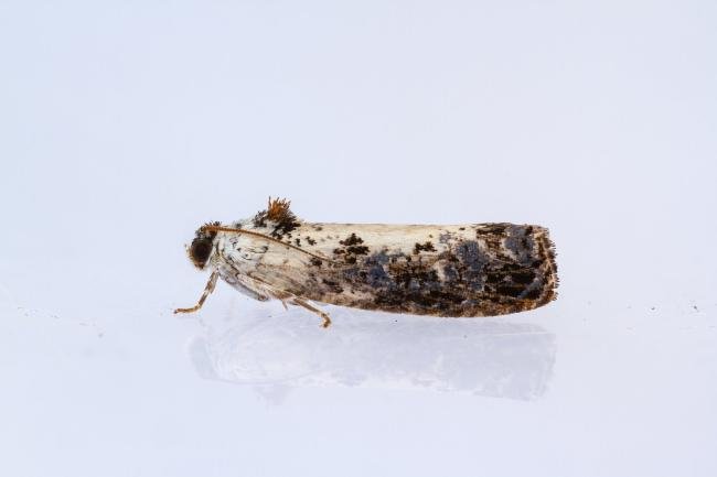 Hedya salicella, adult. Framwellgate Moor, 04-07-2022. Copyright Christopher Blakey.