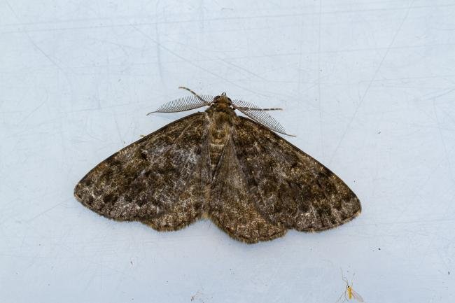 Satin Beauty (Deileptenia ribeata), adult. Castle Eden Dene, 06-07-2022. Copyright Christopher Blakey.