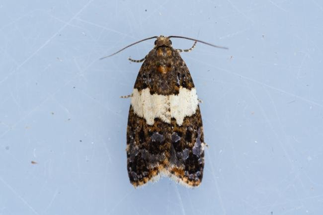 Olindia schumacherana, adult. Castle Eden Dene, 06-07-2022. Copyright Christopher Blakey.