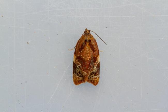 Red-barred Tortrix (Ditula angustiorana), adult. Framwellgate Moor, 06-07-2022. Copyright Christopher Blakey.