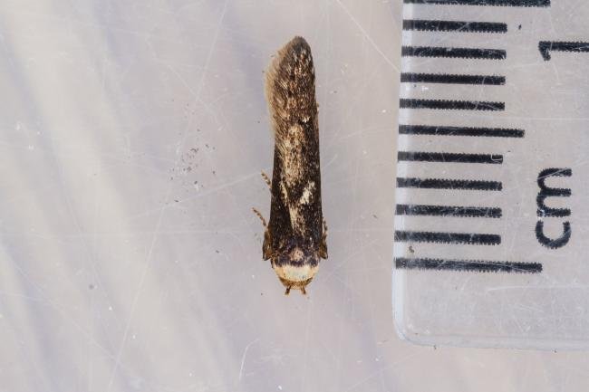 Blastobasis adustella, adult. Framwellgate Moor, 08-07-2022. Copyright Christopher Blakey.