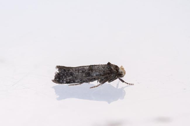 Paraswammerdamia nebulella, adult. Framwellgate Moor, 09-07-2022. Copyright Christopher Blakey.
