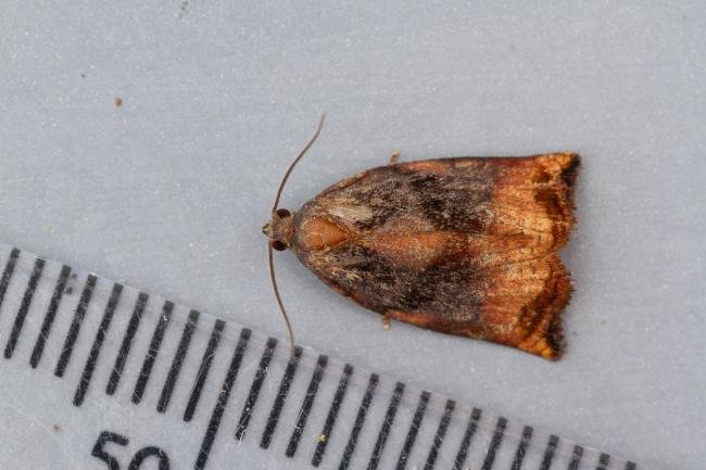 Large Fruit-tree Tortrix (Archips podana), adult. Waldridge Fell, 12-07-2022. Copyright Christopher Blakey.