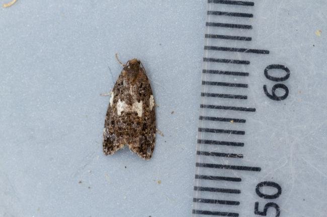 Olindia schumacherana, adult. Waldridge Fell, 12-07-2022. Copyright Christopher Blakey.