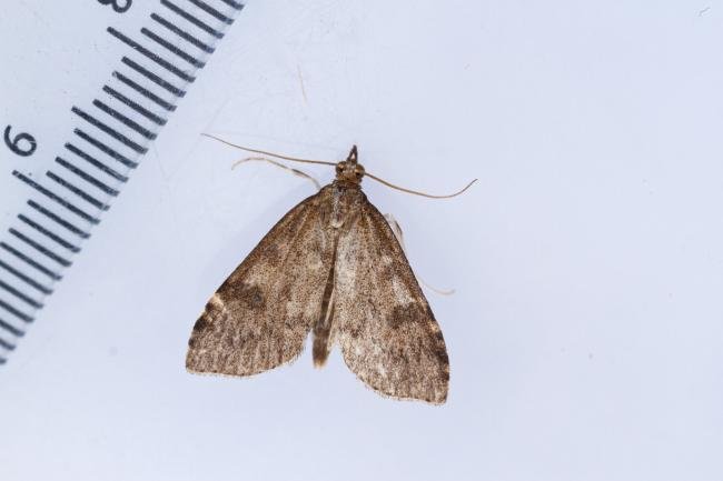 Udea prunalis, adult. Waldridge Fell, 19-07-2022. Copyright Christopher Blakey.