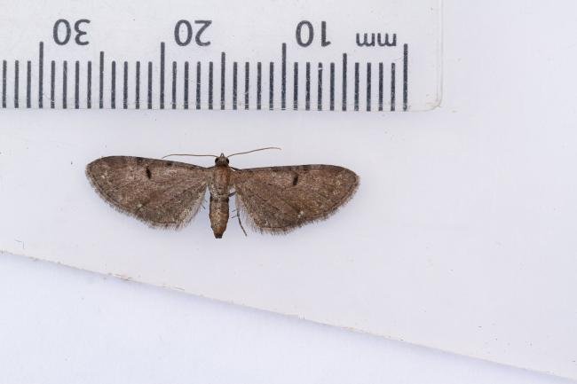 Currant Pug (Eupithecia assimilata), adult. Waldridge Fell, 19-07-2022. Copyright Christopher Blakey.