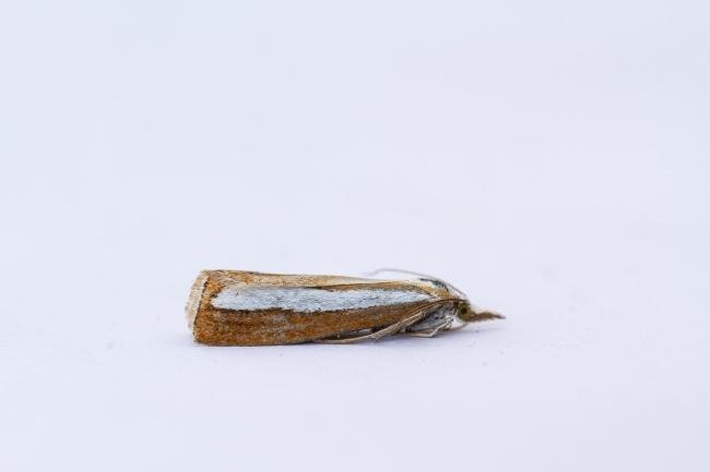 Catoptria margaritella, adult. Waldridge Fell, 19-07-2022. Copyright Christopher Blakey.