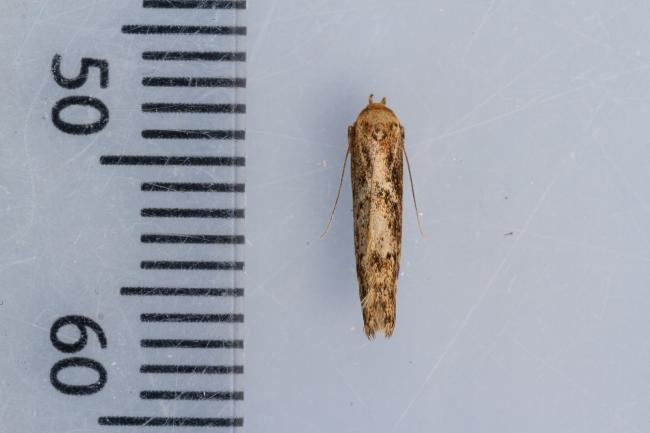 Blastobasis adustella, adult. Waldridge Fell, 20-07-2022. Copyright Christopher Blakey.