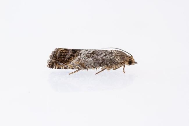 Cydia splendana, adult. Waldridge Fell, 20-07-2022. Copyright Christopher Blakey.