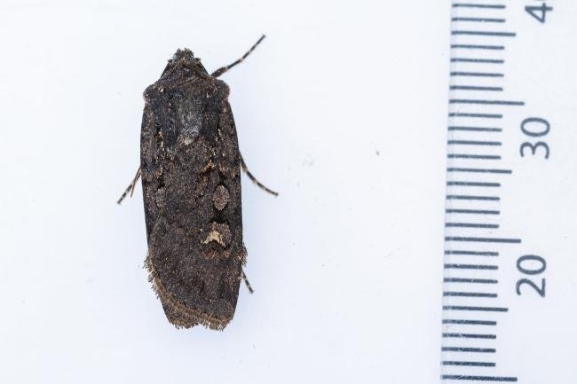 Garden Dart (Euxoa nigricans), adult. Framwellgate Moor, 25-07-2022. Copyright Christopher Blakey.