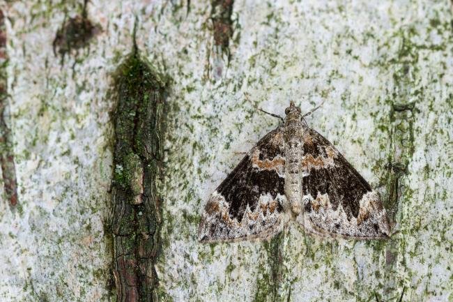 Dark Marbled Carpet (Dysstroma citrata), adult. Waldridge Fell, 03-08-2022. Copyright Christopher Blakey.