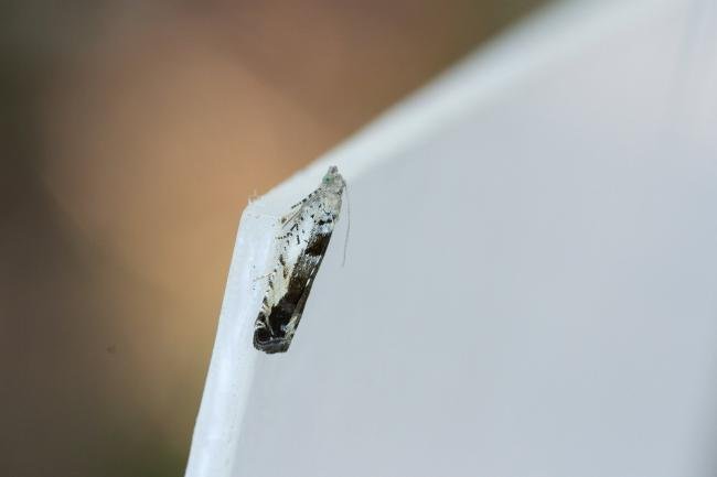 Epinotia ramella, adult. Waldridge Fell, 03-08-2022. Copyright Christopher Blakey.