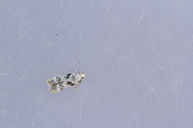 Caryocolum blandella, adult. Waldridge Fell, 03-08-2022. Copyright Christopher Blakey.