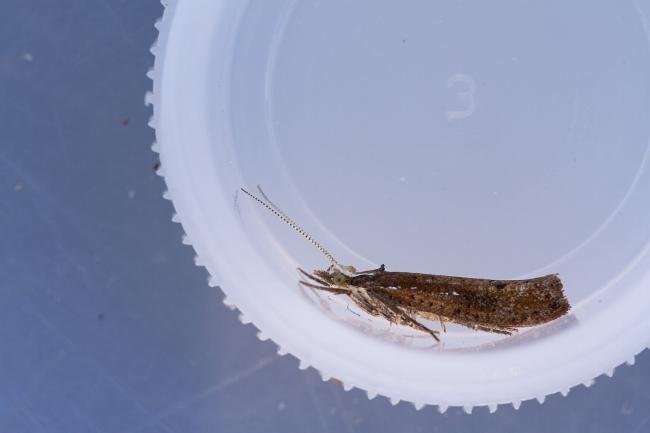 Ypsolopha ustella, adult. Waldridge Fell, 03-08-2022. Copyright Christopher Blakey.